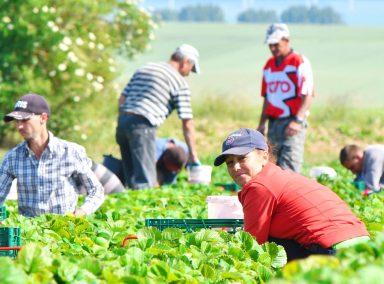 Spargelhof Kutzleben Spargelhof Kutzleben