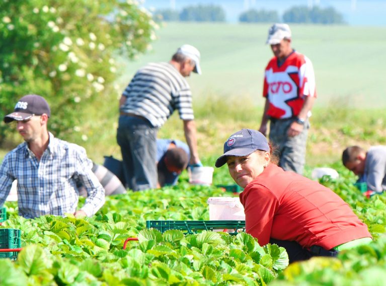 Spargelhof Kutzleben Spargelhof Kutzleben