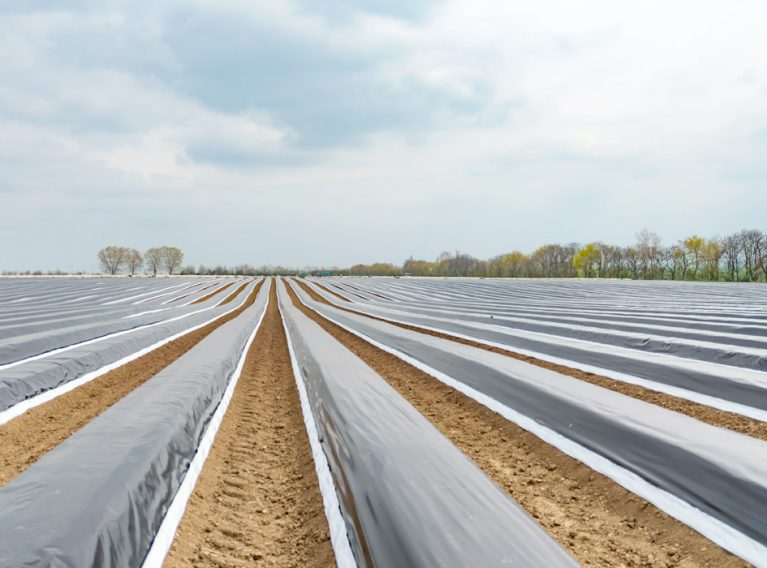 Spargelhof Kutzleben Spargelhof Kutzleben