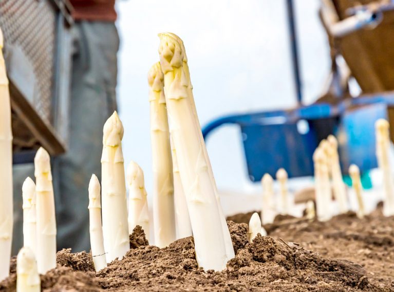 Spargelhof Kutzleben Spargelhof Kutzleben