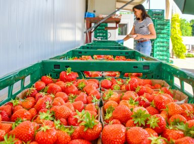 Spargelhof Kutzleben Spargelhof Kutzleben