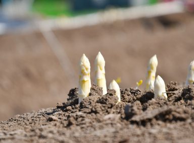 Spargelhof Kutzleben Spargelhof Kutzleben