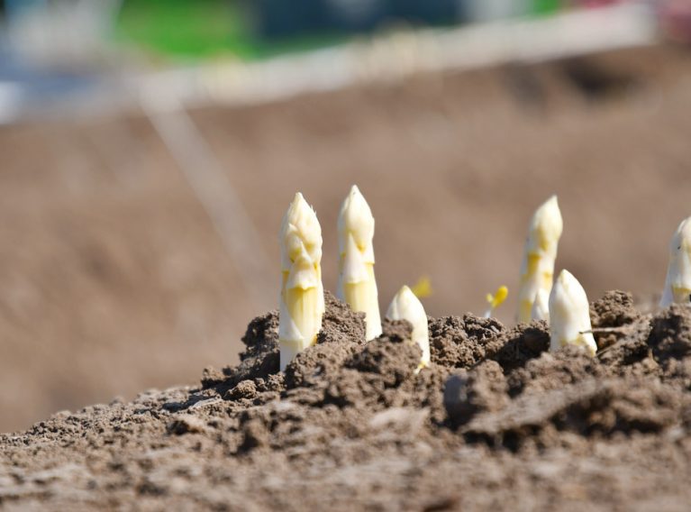 Spargelhof Kutzleben Spargelhof Kutzleben