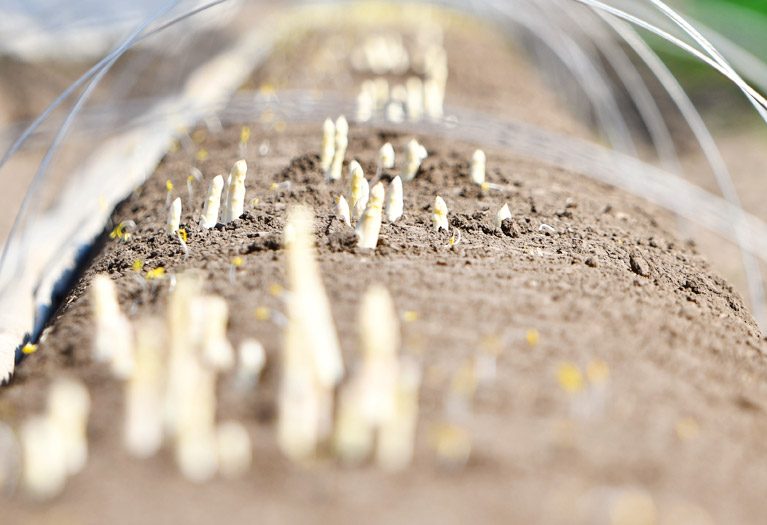 Spargelwissen Spargelwissen