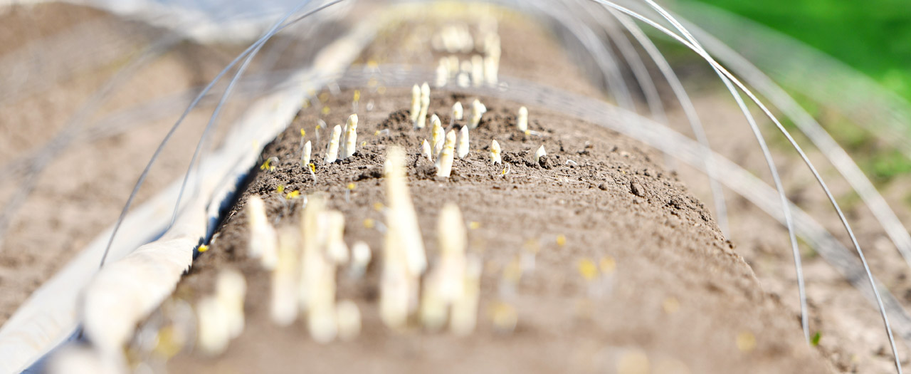 Spargelwissen Spargelwissen