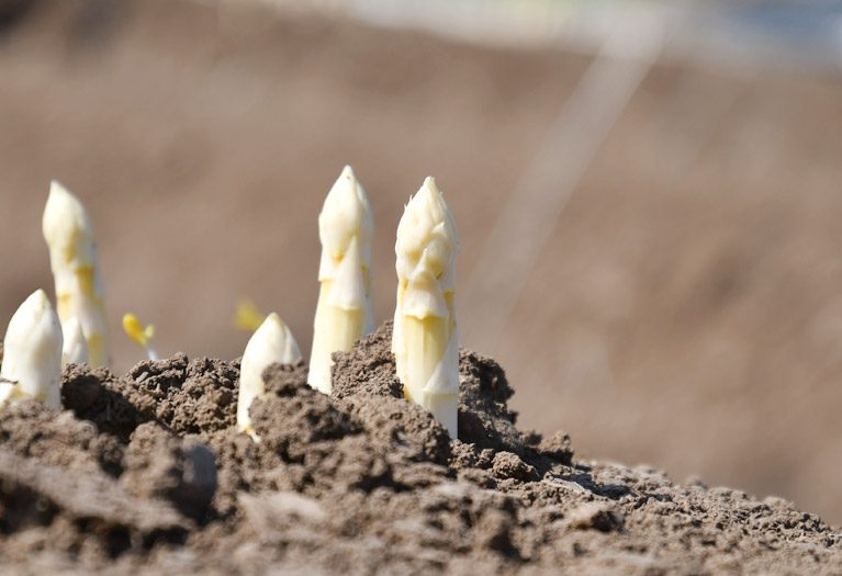 Spargelwissen Spargelwissen