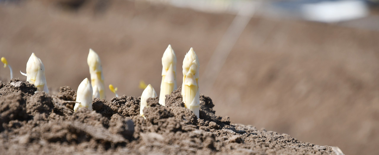 Spargelwissen Spargelwissen