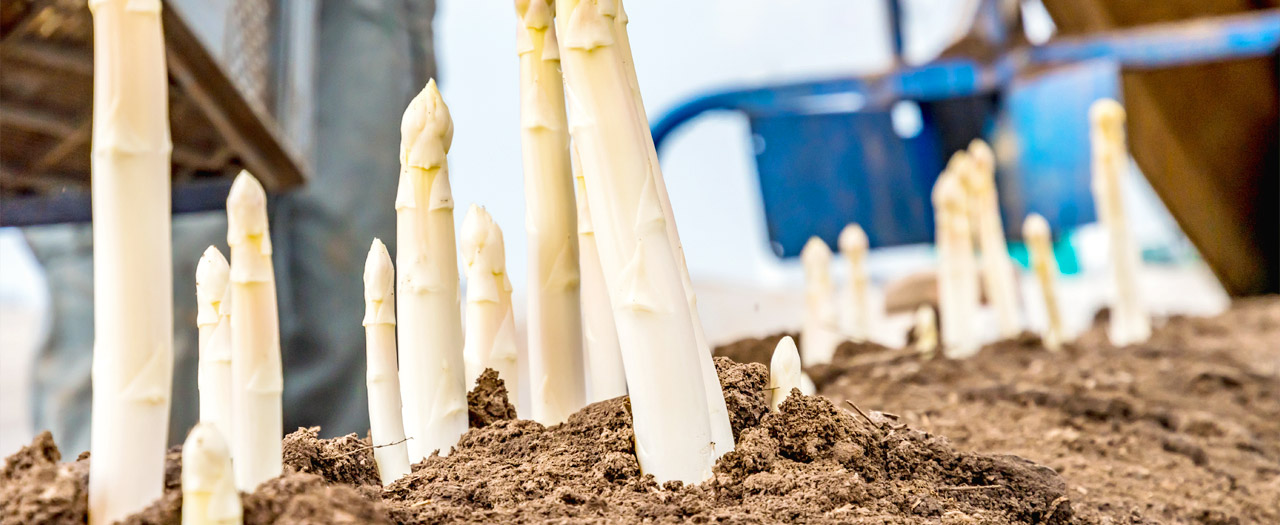 Spargelwissen Spargelwissen